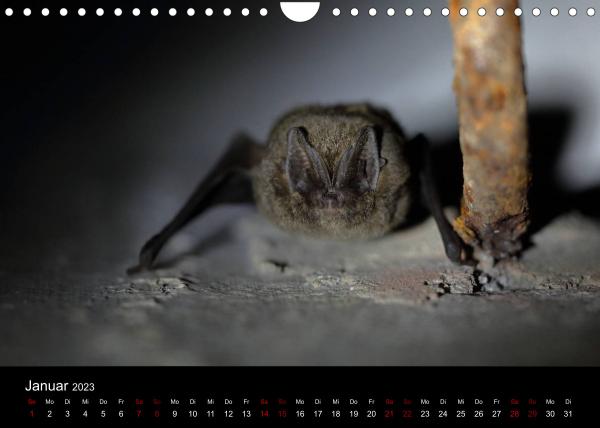 Fledermauskalender für 2023 Januar Mopsfledermaus